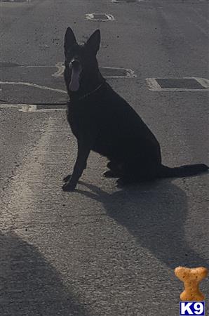 a german shepherd dog standing on a street