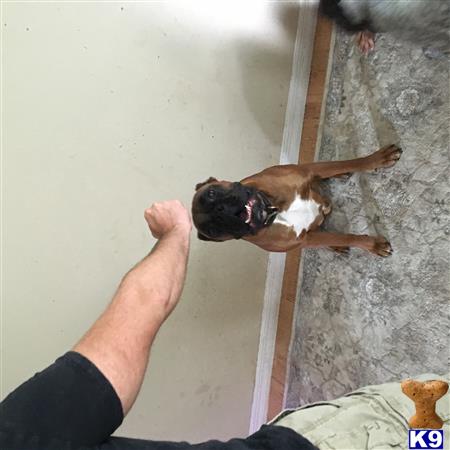a boxer dog jumping up to a persons feet