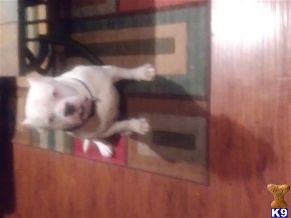 a american bully dog lying on a rug