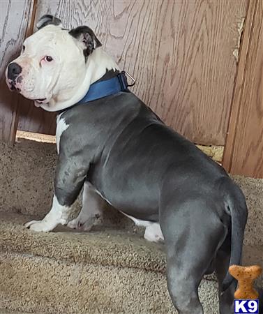 a american bully dog sitting on the ground