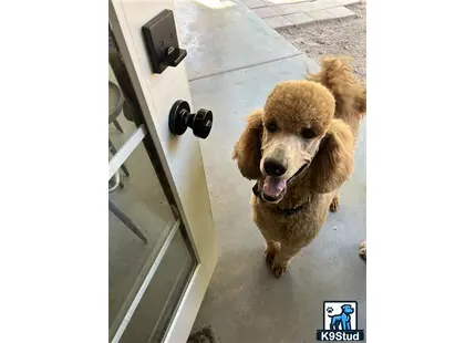 a poodle dog sitting on a tile floor