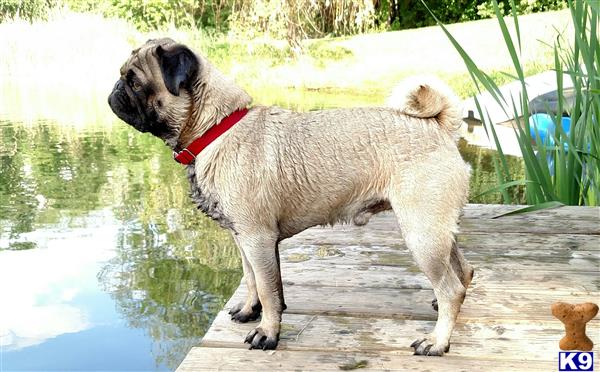 a pug dog standing on a dock