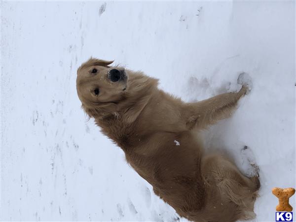 a golden retriever dog lying on its back