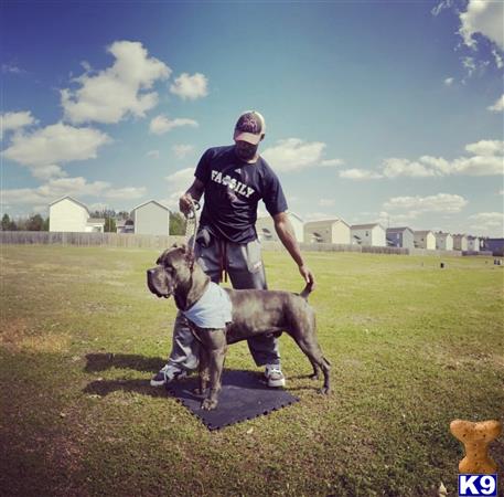 a man and two cane corso dogs