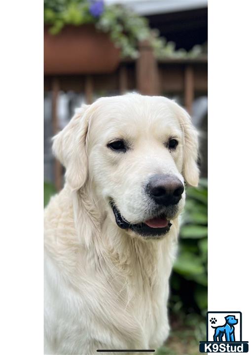 a white golden retriever dog with a black collar