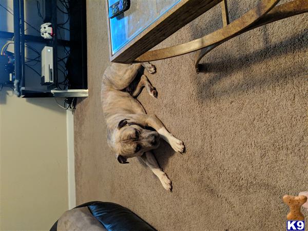 a american bully dog lying on the floor