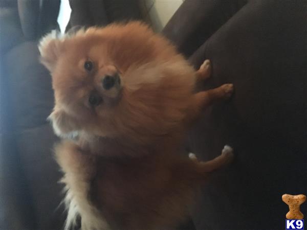 a small pomeranian dog on a persons lap