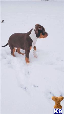 a american pit bull dog standing in the snow