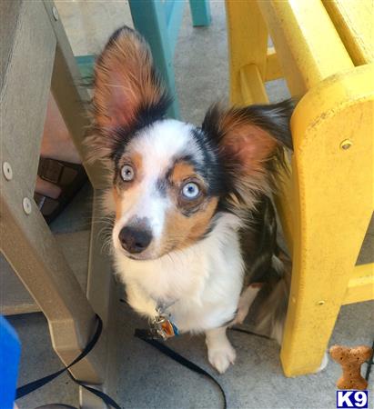 a australian shepherd dog sitting on the ground