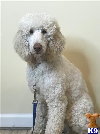 a white poodle dog wearing a white coat