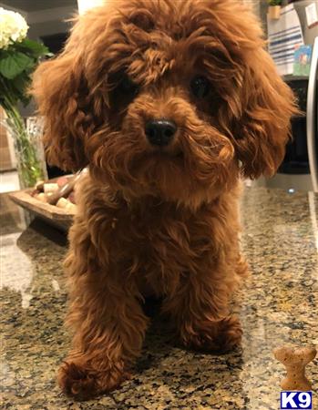 a poodle dog sitting on the ground