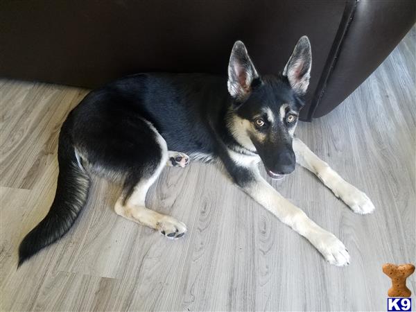 a german shepherd dog lying on the floor