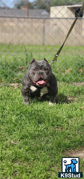 a american bully dog running in the grass