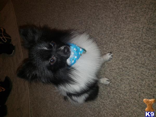 a pomeranian dog lying on the floor