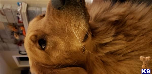 a close up of two golden retriever dogs