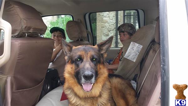 a german shepherd dog sitting in a car with a person in the back