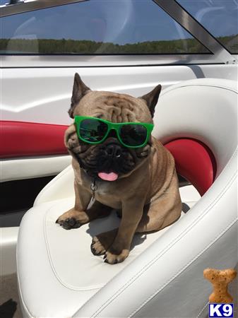 a french bulldog dog wearing sunglasses