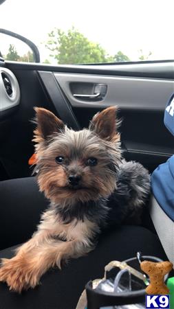 a yorkshire terrier dog in a car