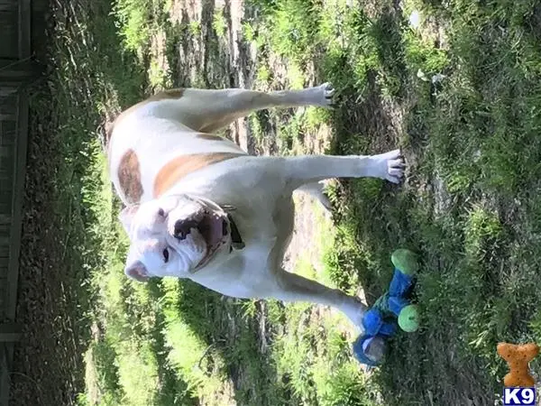 Old English Bulldog female dog