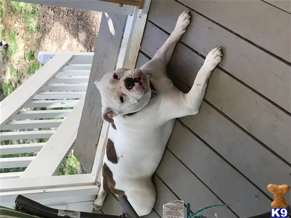 Old English Bulldog female dog