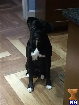 a black boxer dog sitting on a wood floor