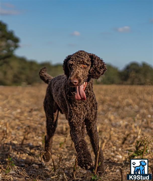 a poodle dog standing in a field