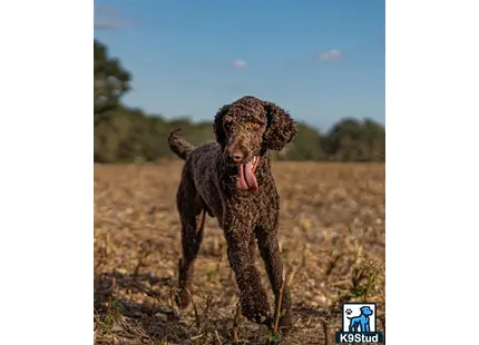 a poodle dog standing in a field