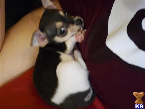 a chihuahua dog lying on a persons lap