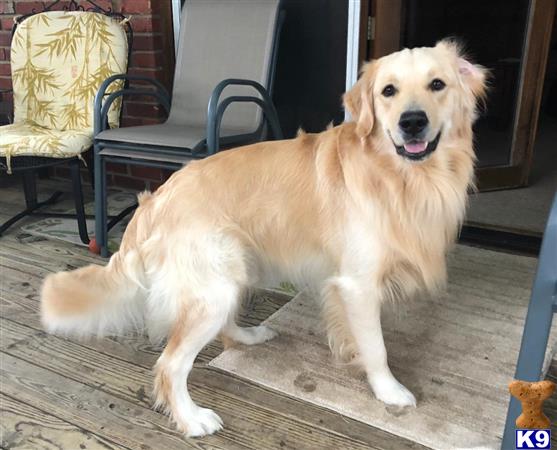 a golden retriever dog standing on a wood floor