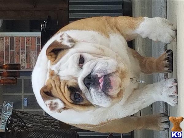 a english bulldog dog lying on its back