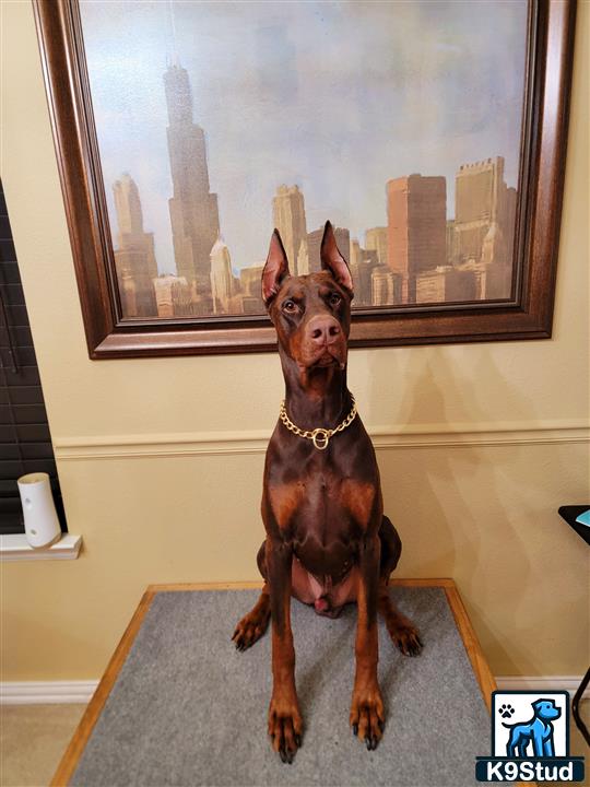 a doberman pinscher dog sitting on a table