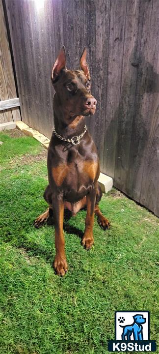 a brown doberman pinscher dog standing on grass