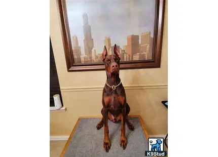 a doberman pinscher dog sitting on a table