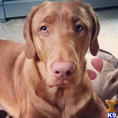 a labrador retriever dog looking at the camera