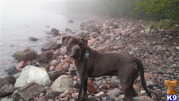 a american bully dog standing on rocks