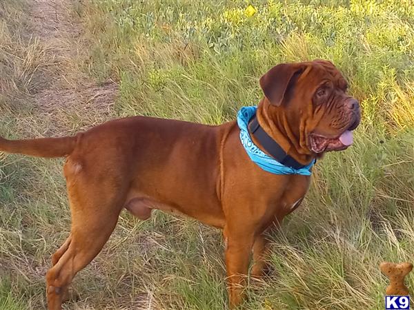 a dogue de bordeaux dog standing in a grassy area