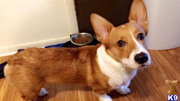 a pembroke welsh corgi dog sitting on a wood floor