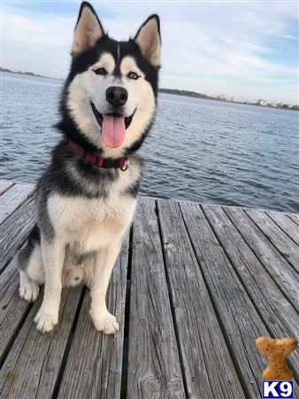 a siberian husky dog sitting on a dock