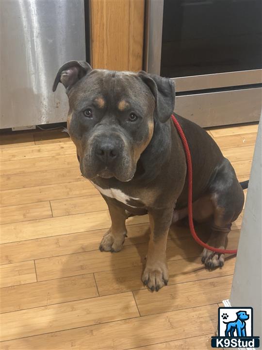 a american bully dog wearing a harness