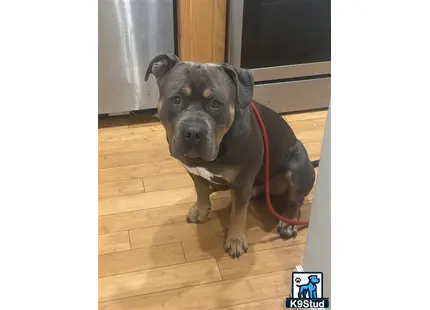 a american bully dog wearing a harness