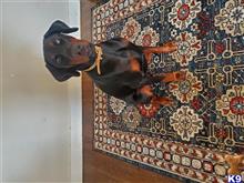 Doberman Pinscher