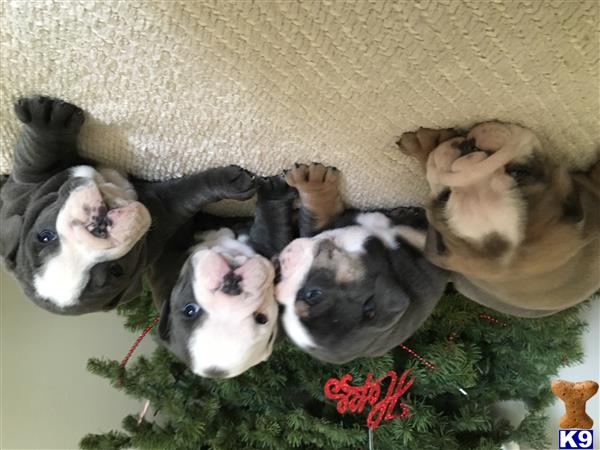 a group of old english bulldog puppies lying on a blanket