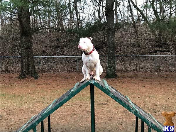 a american pit bull dog standing on a green railing