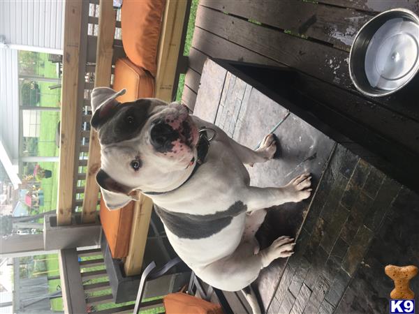 a american bully dog standing on a porch