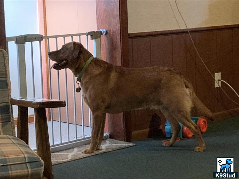 a labrador retriever dog standing on a carpet