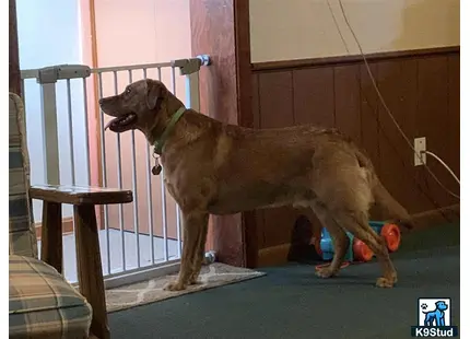 a labrador retriever dog standing on a carpet