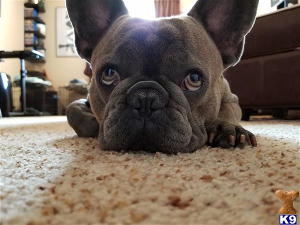 a french bulldog dog lying on the ground