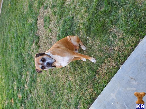 a boxer dog lying on grass