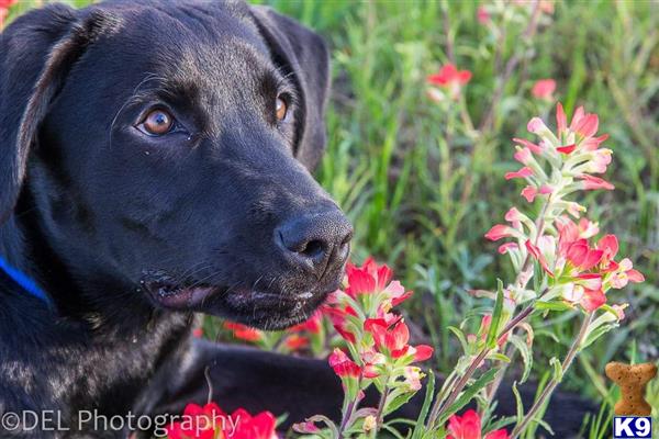 a labrador retriever dog in a field of flowers