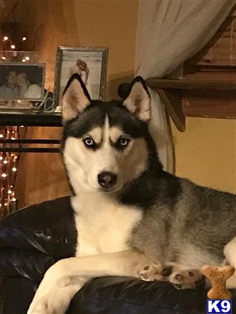 a siberian husky dog sitting on a couch